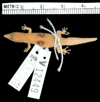 Media type: image;   Herpetology R-132348